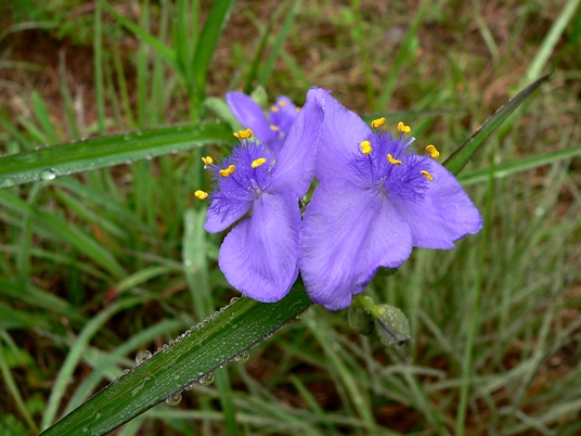 {Tradescantia ohiensis}